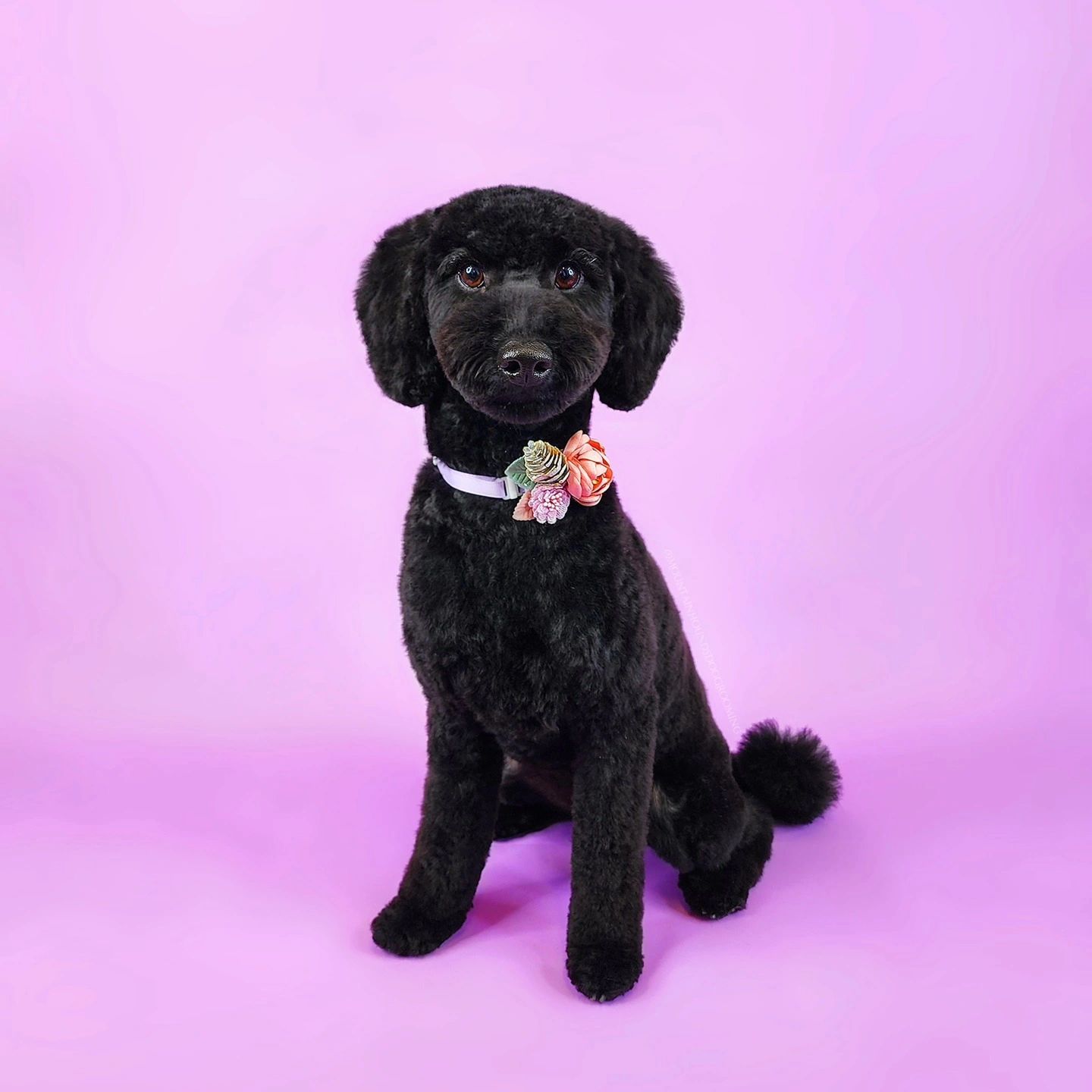 Black Standard Poodle with flower brooch collar, purple backdrop — Mountain Hounds Katoomba