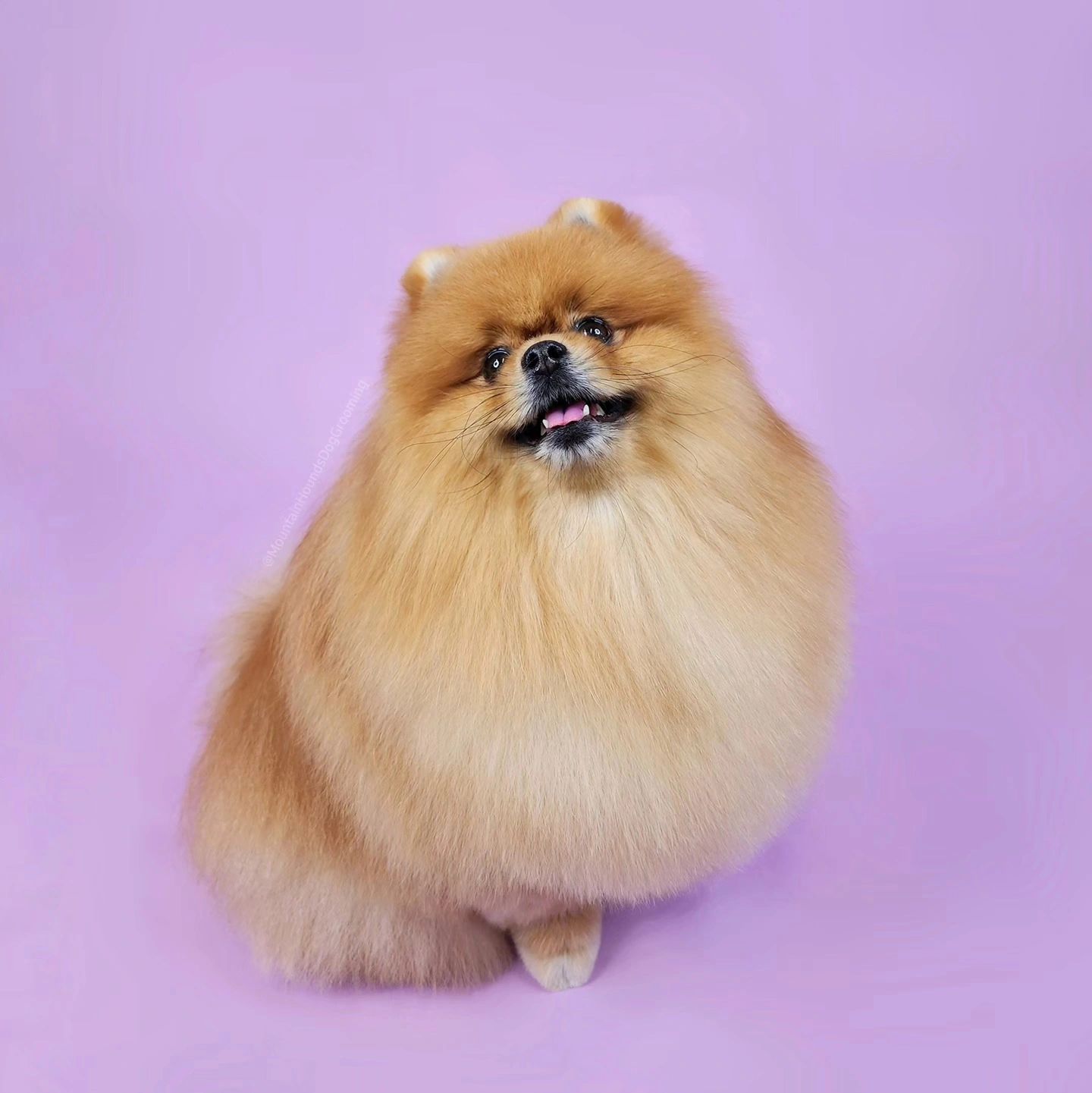 Mountain Hounds Dog Grooming studio — Pomeranian after professional groom