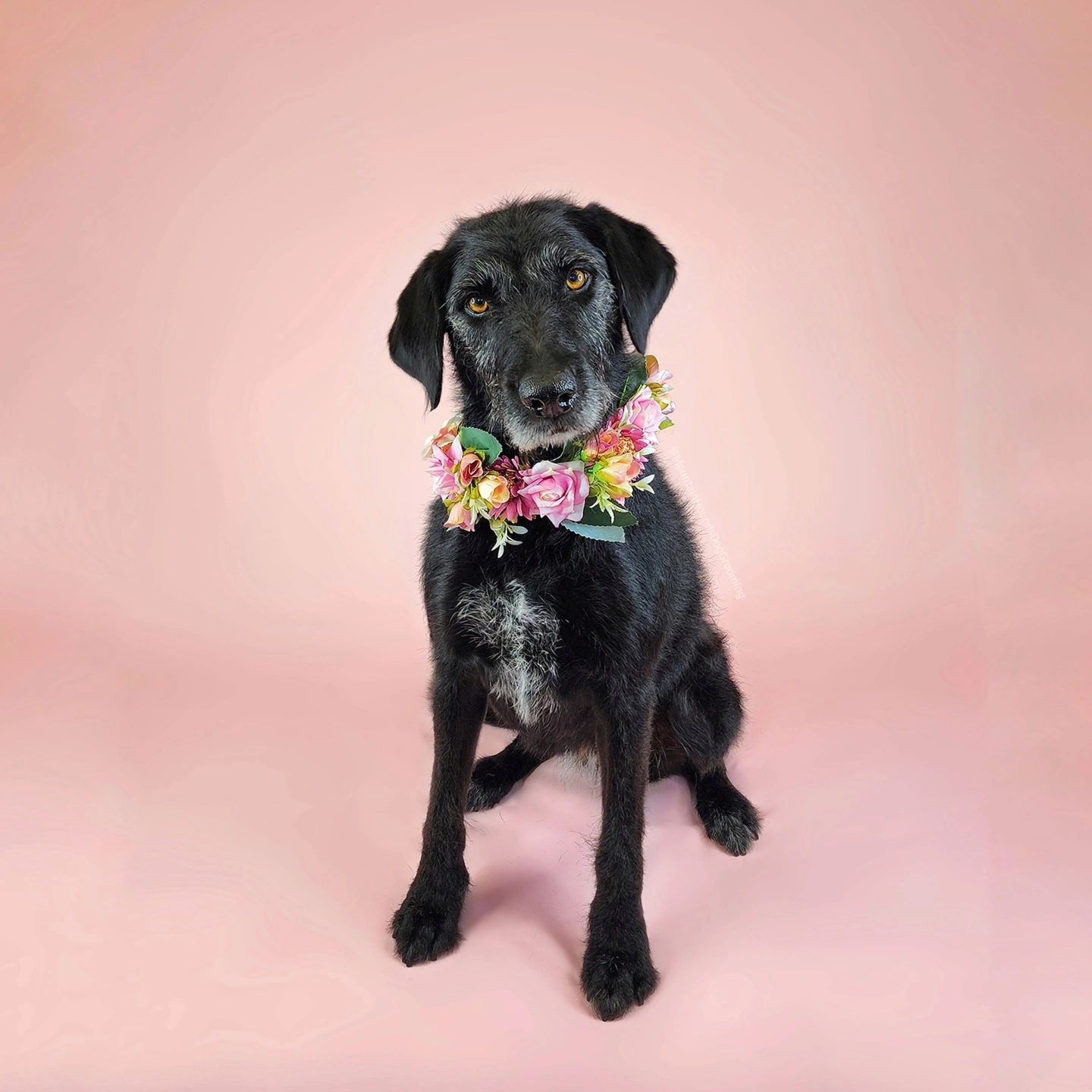 Black Labrador with flower garland, pink backdrop — Mountain Hounds Katoomba