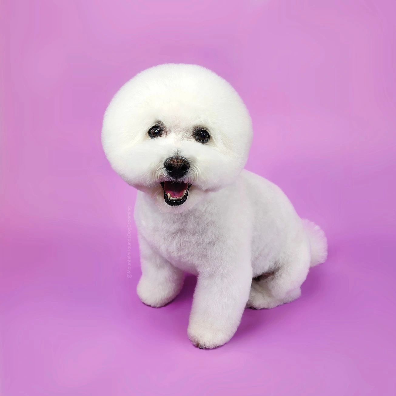Bichon Frise with perfect round head groom, vibrant purple backdrop — Mountain Hounds Katoomba