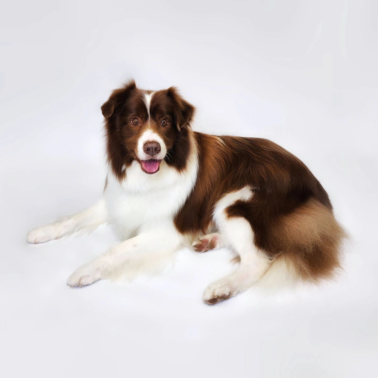 Border Collie chocolate and white, relaxed and smiling post-groom — Mountain Hounds Katoomba