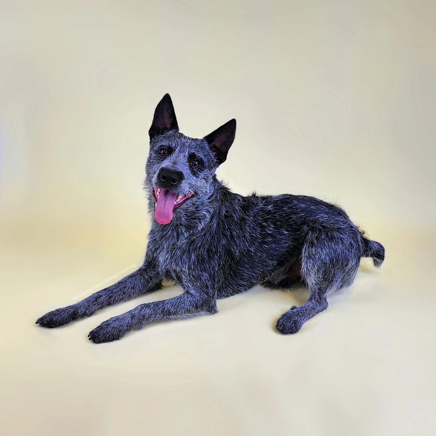Blue Heeler Australian Cattle Dog, warm cream backdrop, happy expression — Mountain Hounds