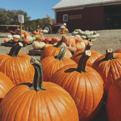 picture of different types of pumpkins