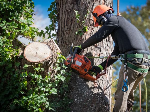 A professional chopping a tree branch