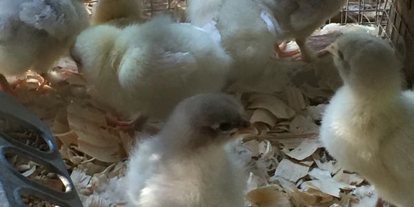 Blue Splash Maran Chicks