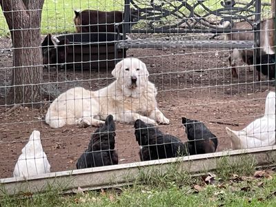 Grace overseeing her flock 