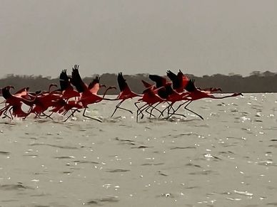 Flamingos alzando vuelo en el santuario de fauna y flora de los flamingos en camarones, la guajira.