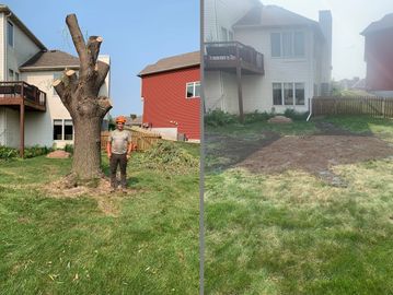 A massive willow stump is removed and replaced with turf