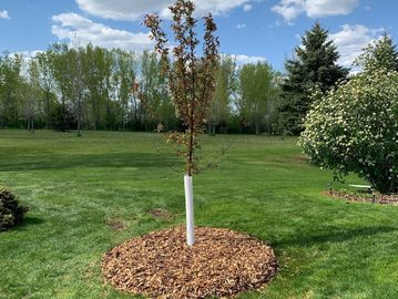 A legacy tree, planted to replace a prior removed tree in Rochester, Minnesota