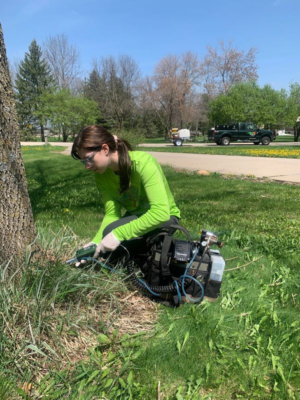 Kayli, one of our ISA Certified Arborists, treats an ash tree to prevent infestation by EAB.