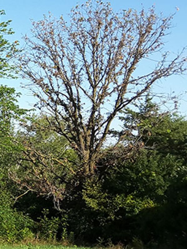 Stressed bur oak (BOB).  Image from DNR website.