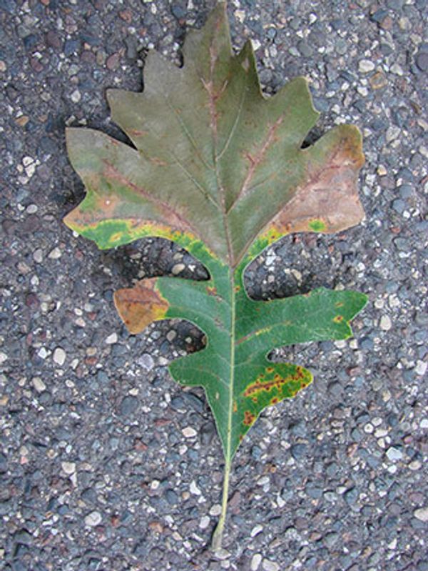 BOB leaf necrosis- taken from the DNR website