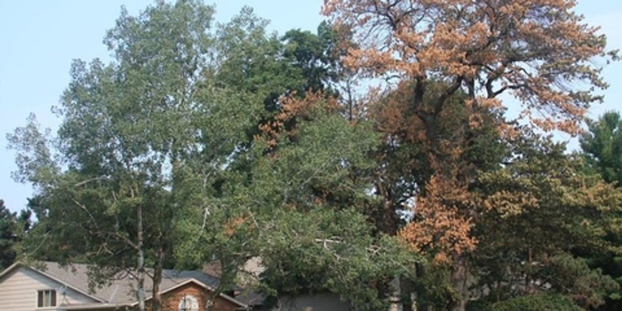 Red oak in active progression of Oak Wilt.  Image from USF.