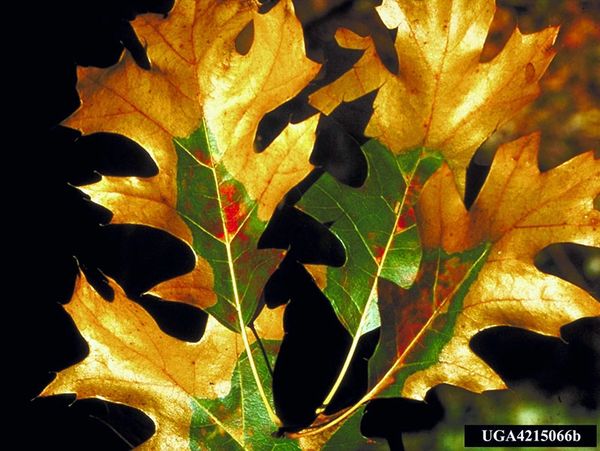 Leaf wilting from Oak Wilt.  Image from USF.