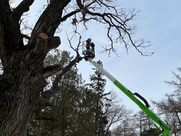 Pruning dead limbs from an ancient bur oak in SE Minnesota