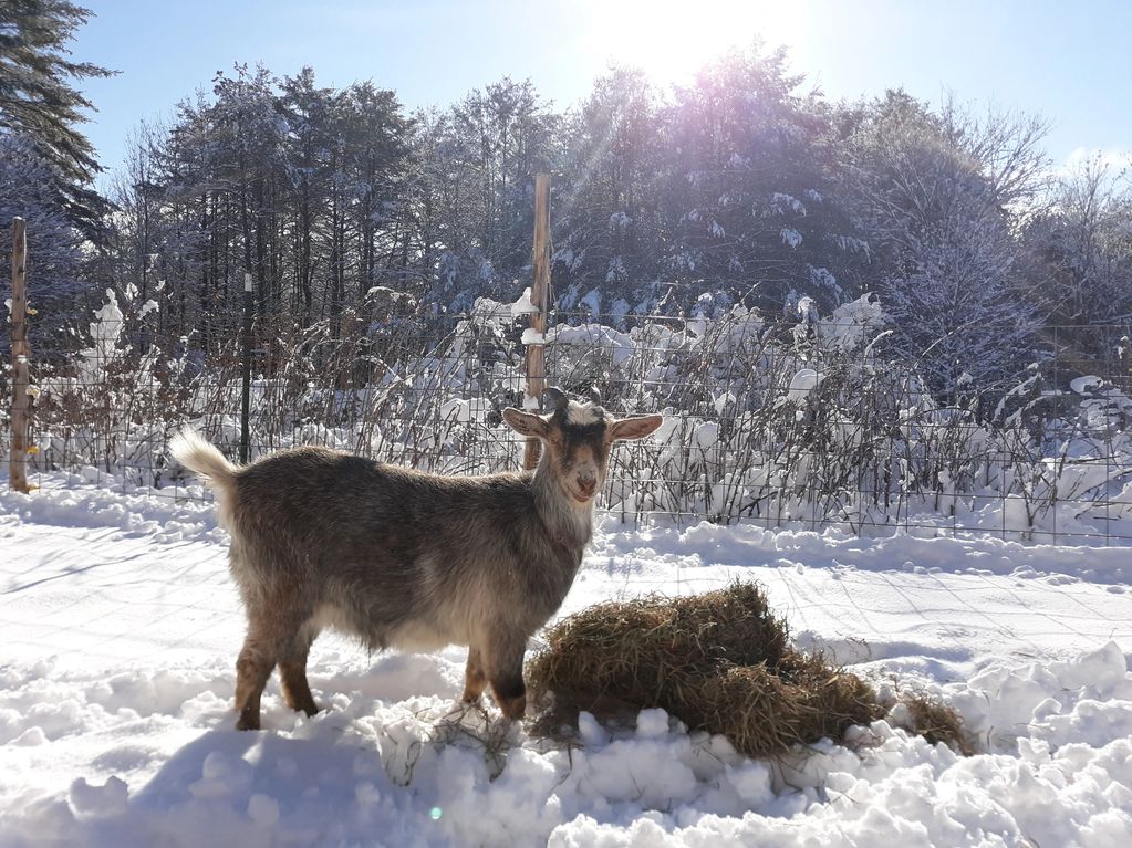 Baby goat in snow