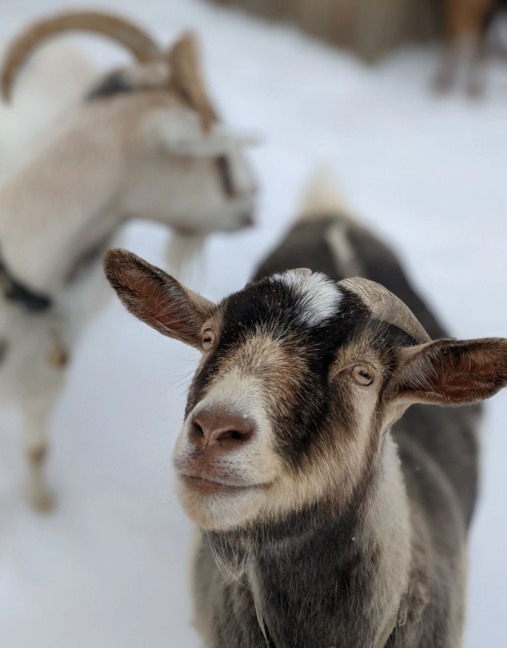 Smiling goat