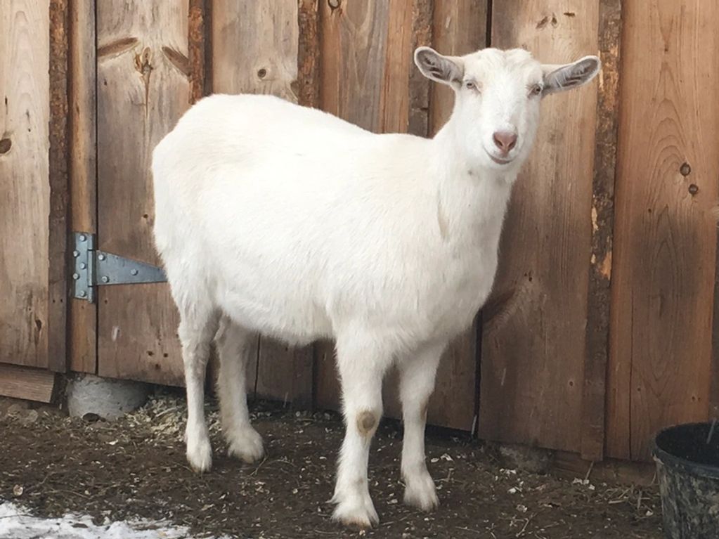 White goat standing by barn