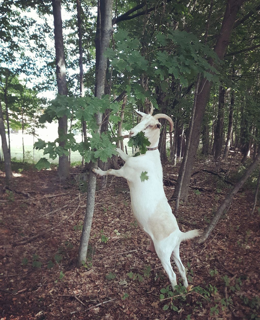 Goat leaning on tree eating maple leaves