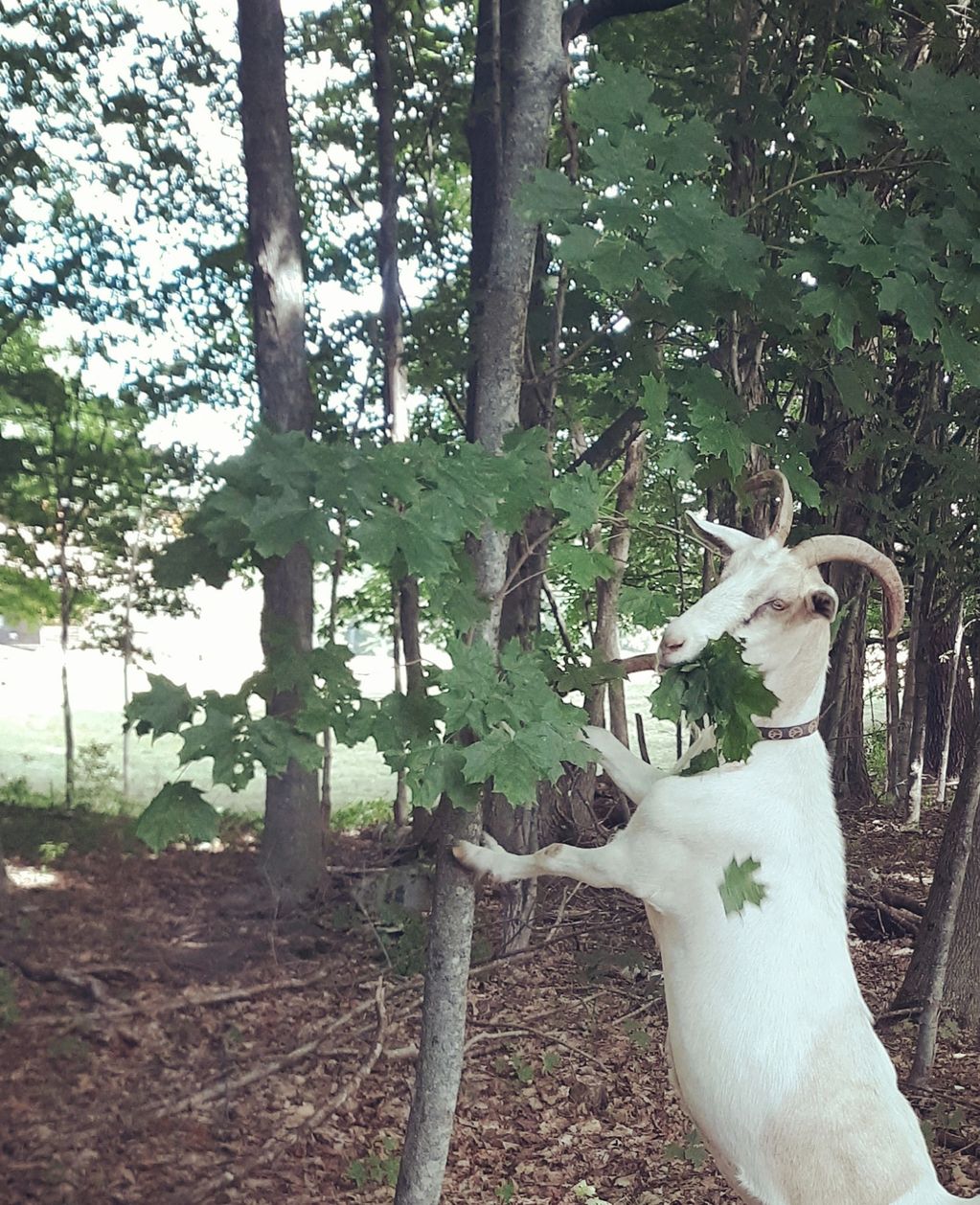 Goat leaning on tree