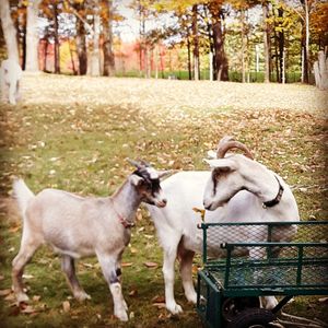 Goats in Autumn leaves