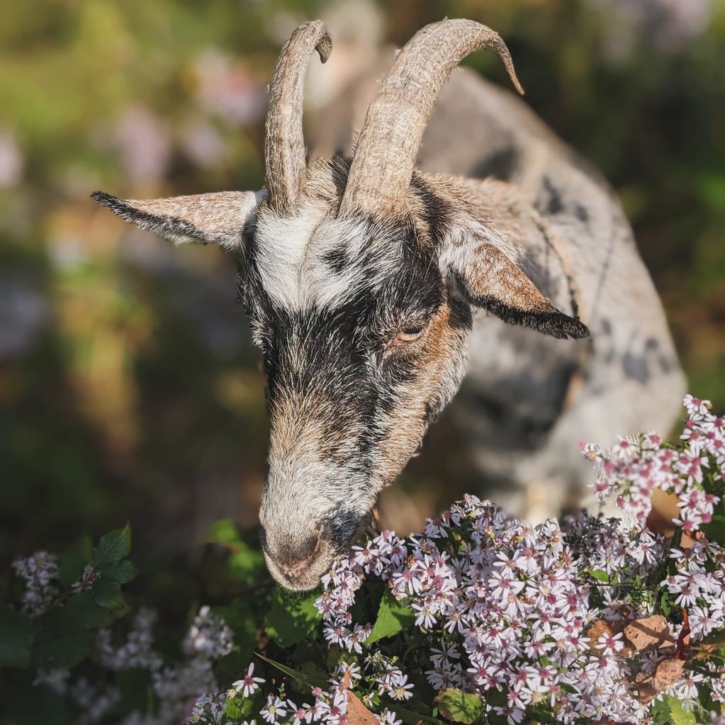 Goat in wild flowers 