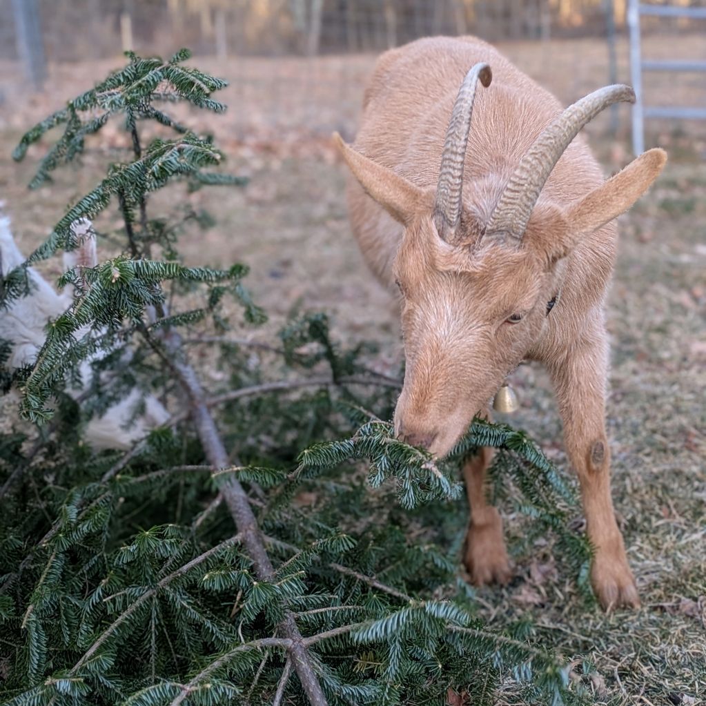 Brown goat  eating a fresh green Christmas tree in January 