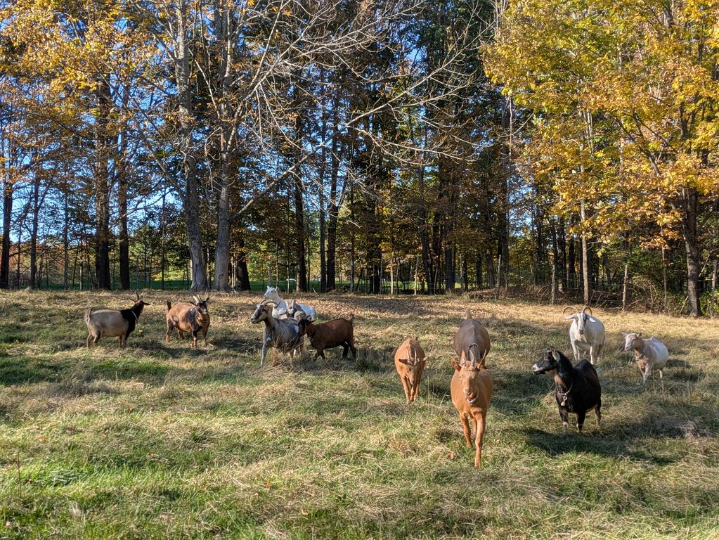 Herd of goats grazing in pasture 