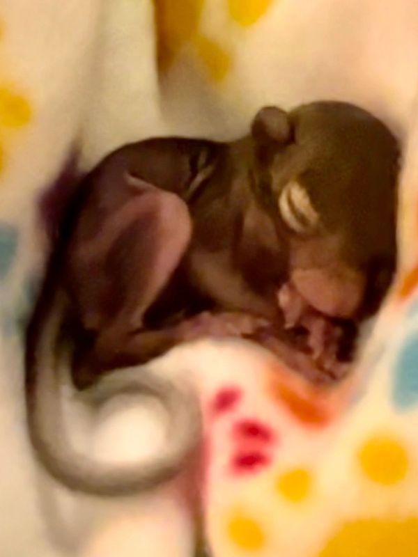 Eastern grey squirrel rescued from East Baton Rouge parish after falling from a tree. 