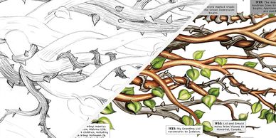 A split image showing a thorny vine in black and white sketch and full color with leaves.