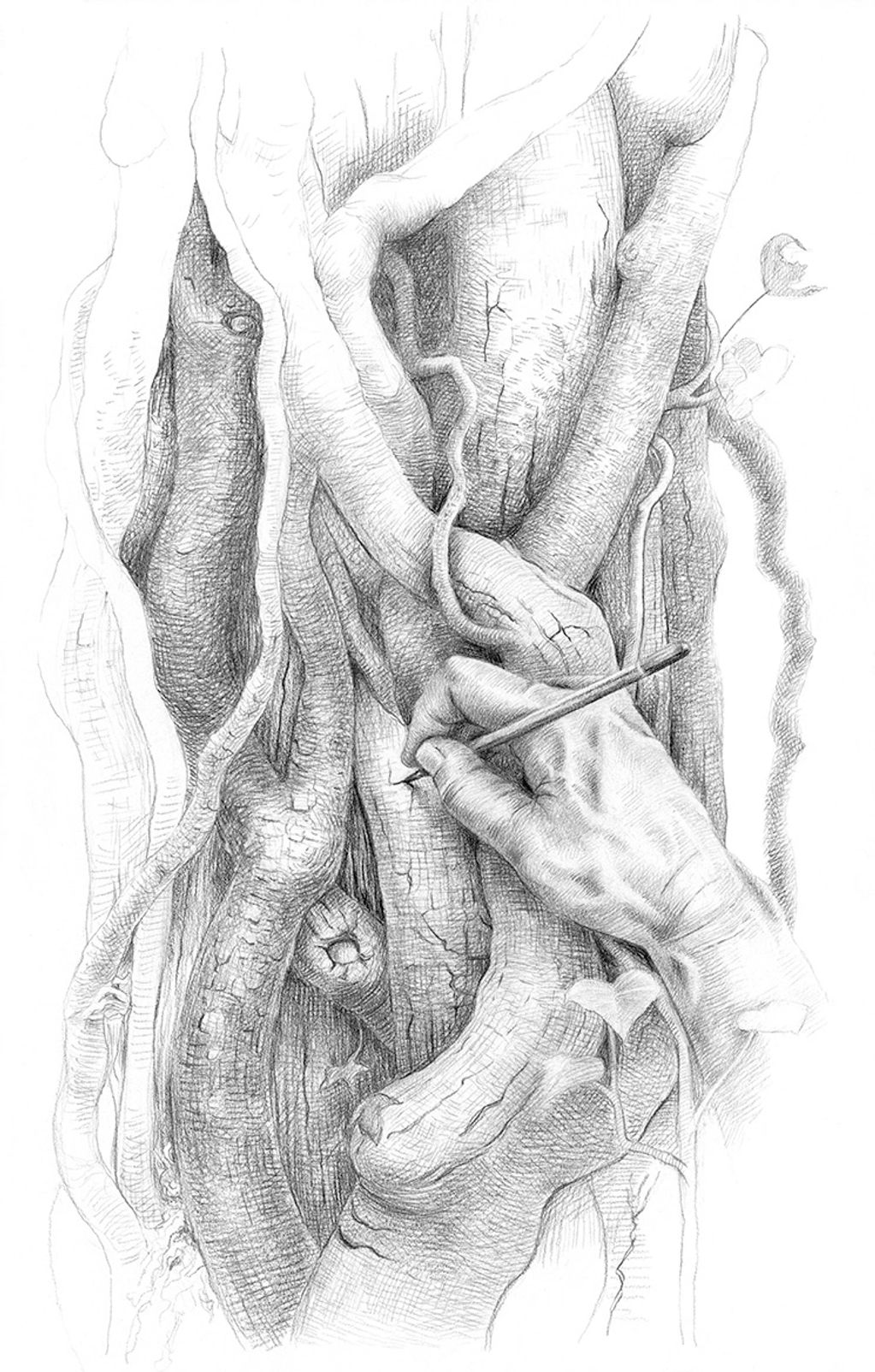 Vines & Veins Study