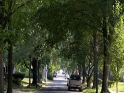 A tree-lined residential street with a few vehicles.