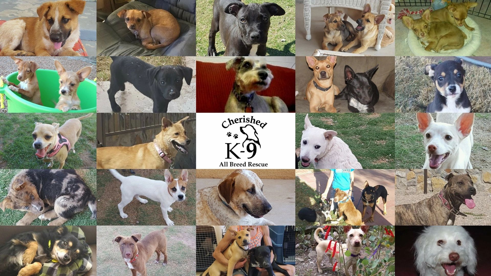 All hotsell breeds rescue