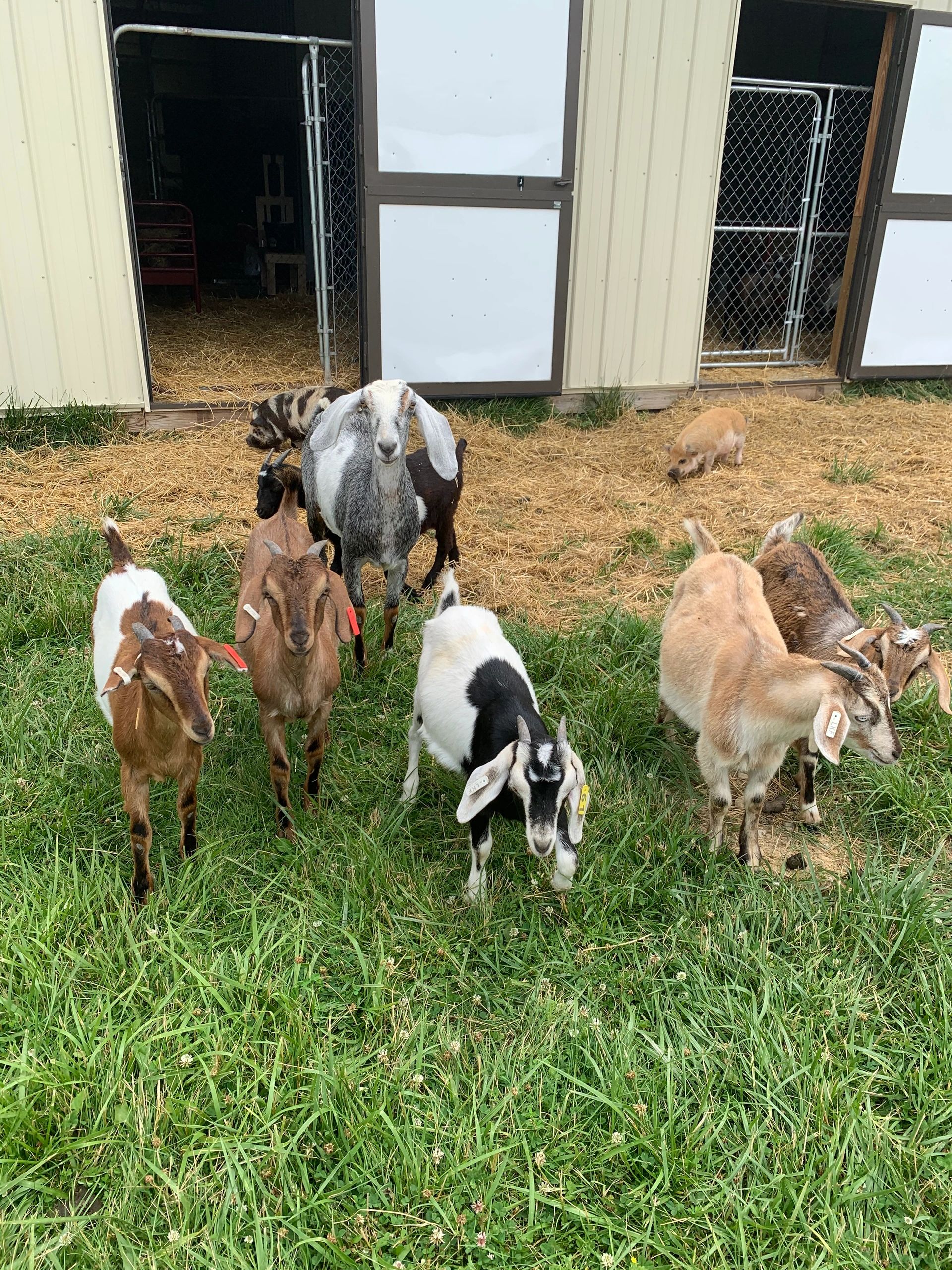 Herd of goats standing in grass, with colorful pigs in background.