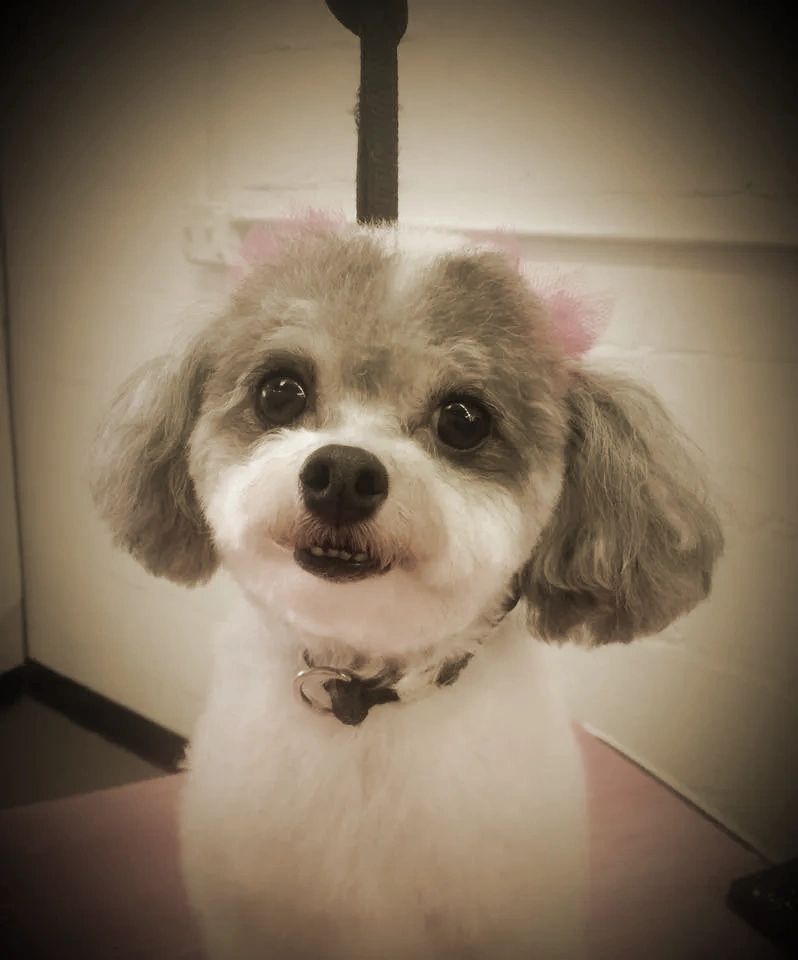 dog grooming
cute dog
groomer