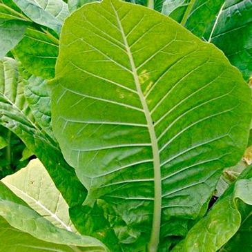 tobacco crop insurance Shelby Insurance Agency Inc