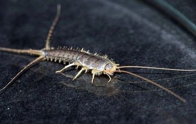 Silverfish