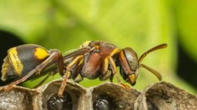 Wasp