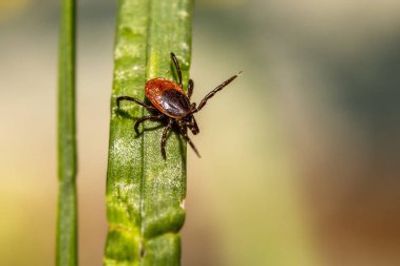 Tick