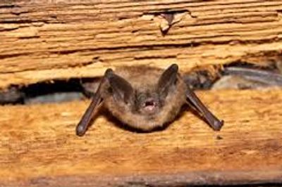 Bat in your house.
