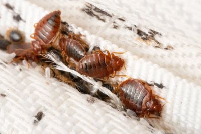 Bed bugs in your couch.