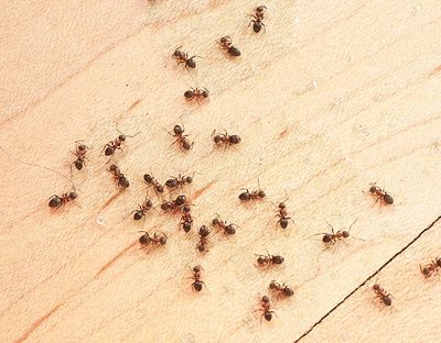 Ants on the kitchen counter.