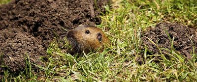 Gopher in your yard.