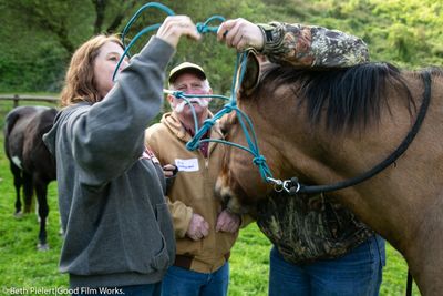 Halter preparation