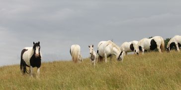 Horses grazing on a grassy hill under a cloudy sky.