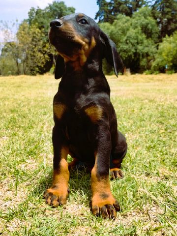 A Doberman puppy sitting attentively on grass under the sun.