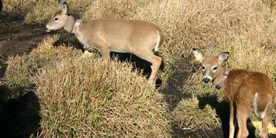 Advanced Telemetry Systems GPS collars on deer