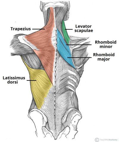Your Erector muscles which also are back muscles runs from the base of your neck to your tailbone