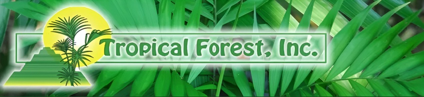 Tropical Forest 