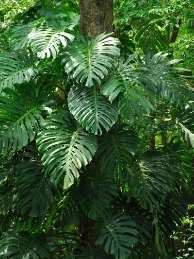 Large dark leaf jungle plant.